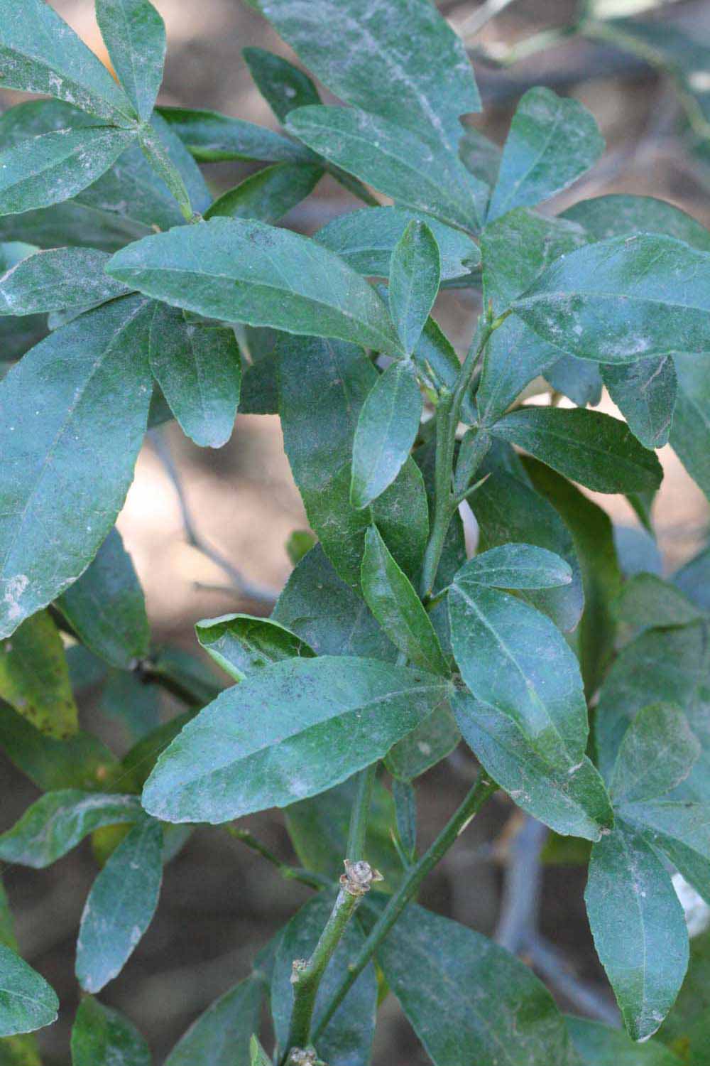              Shade leaves (Riverside, CA)       